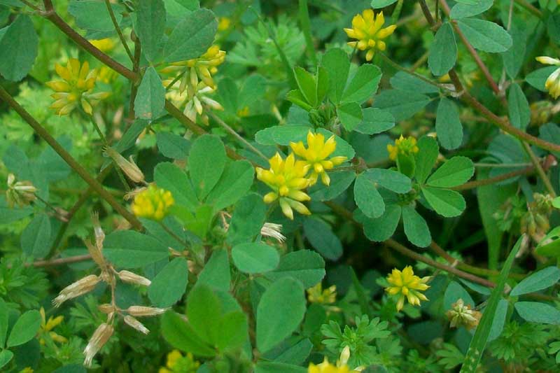 Medicago lupulina