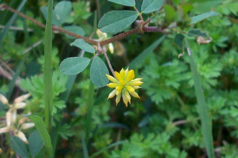 Medicago lupulina