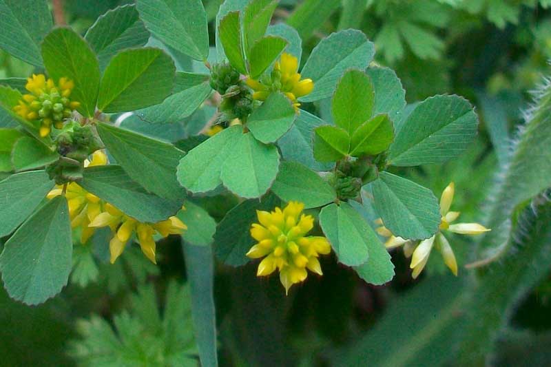 Medicago lupulina