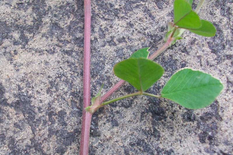 Medicago lupulina