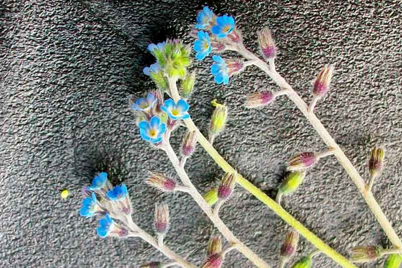 Myosotis ramosissima / Nontiscordardim ramosissimo