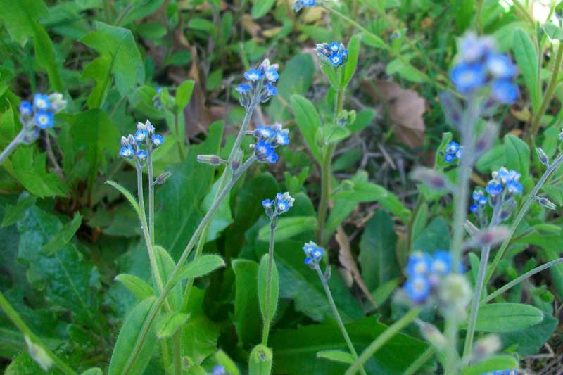 Myosotis ramosissima / Nontiscordardim ramosissimo