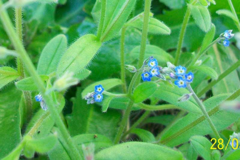 Myosotis ramosissima / Nontiscordardim ramosissimo