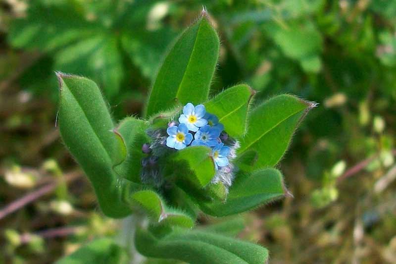 Myosotis?