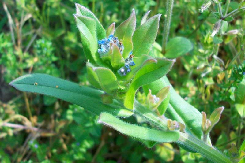 Myosotis?