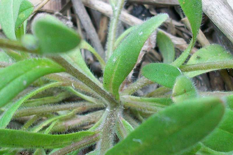 Myosotis ramosissima / Nontiscordardim ramosissimo