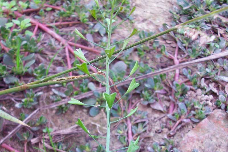 Capsella bursa-pastoris