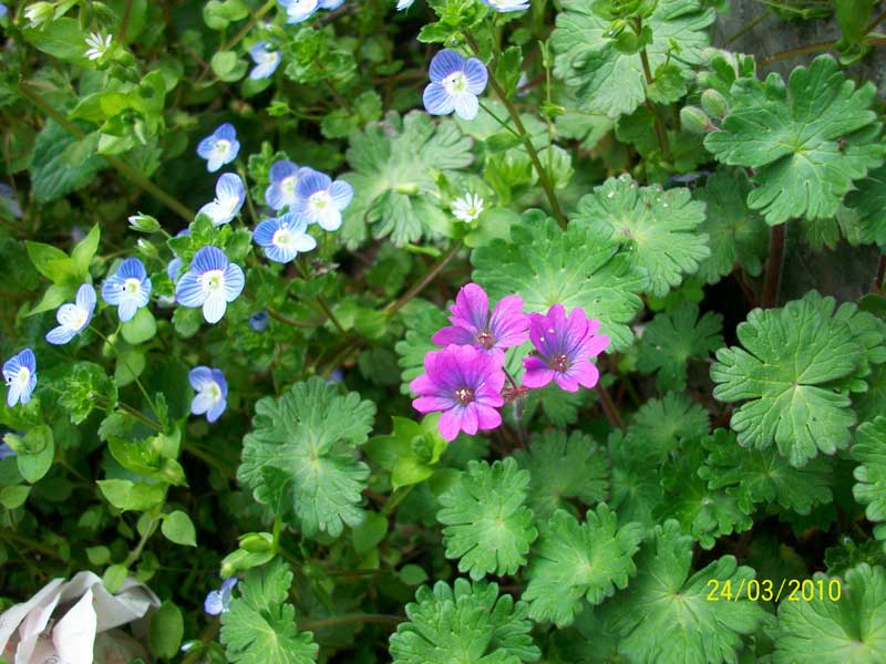 Geranium molle