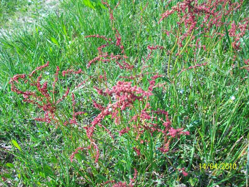 Rumex acetosella