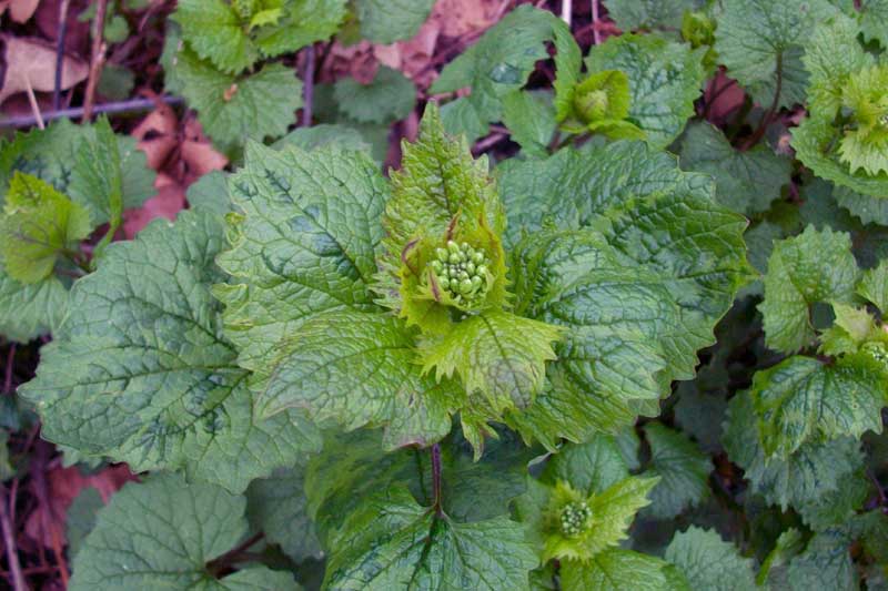 Alliaria petiolata