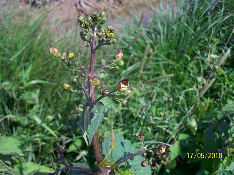 Scrophularia nodosa / Scrofularia nodosa