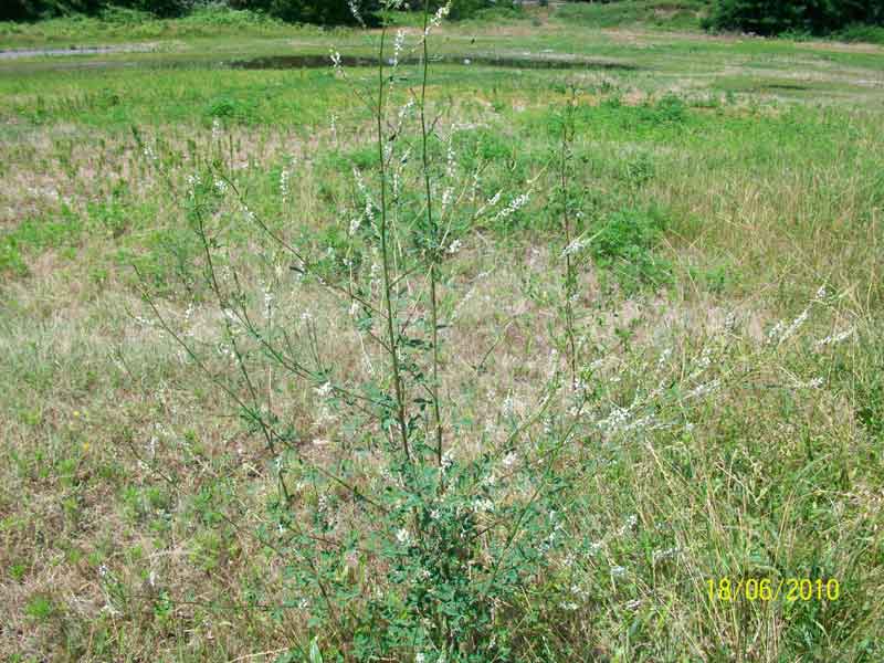 Trigonella alba (=Melilotus albus) / Meliloto bianco