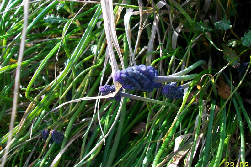 Ma che pianta  questa? - Muscari sp.