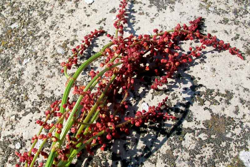 Rumex acetosella