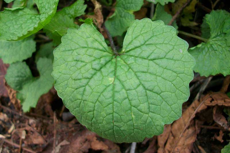 Alliaria petiolata