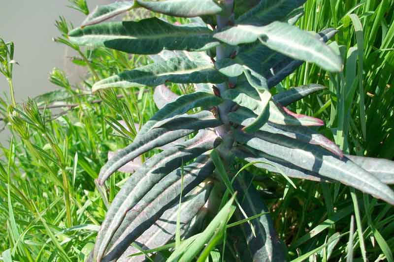 Pianta strana - Euphorbia lathyris