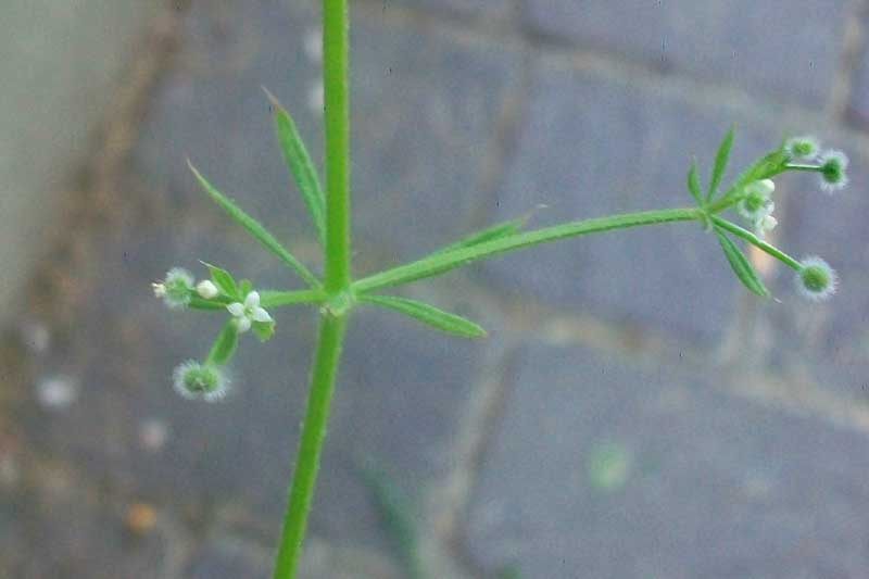 Galium aparine