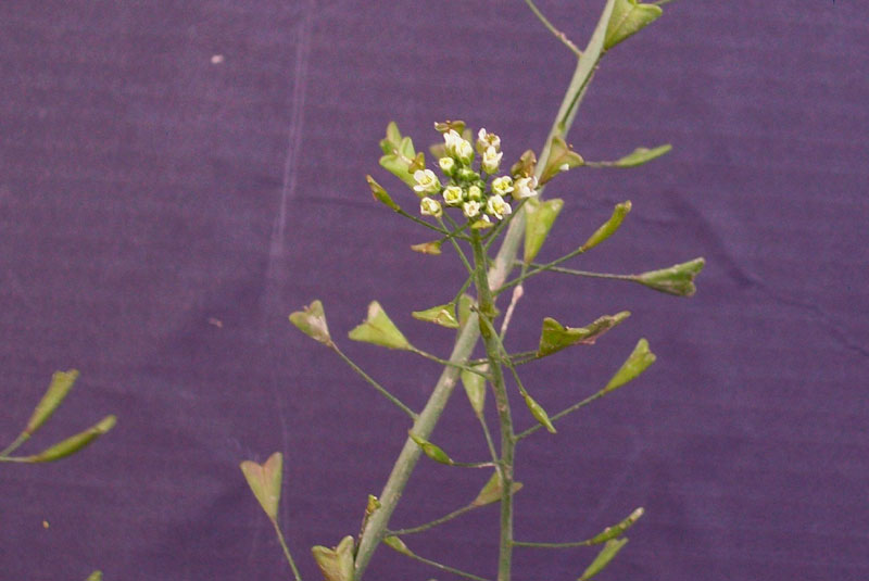 Capsella bursa-pastoris