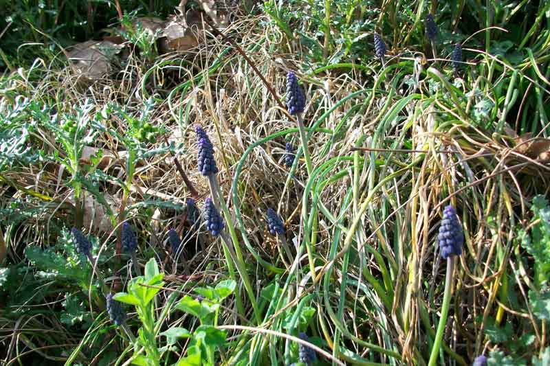 Ma che pianta  questa? - Muscari sp.