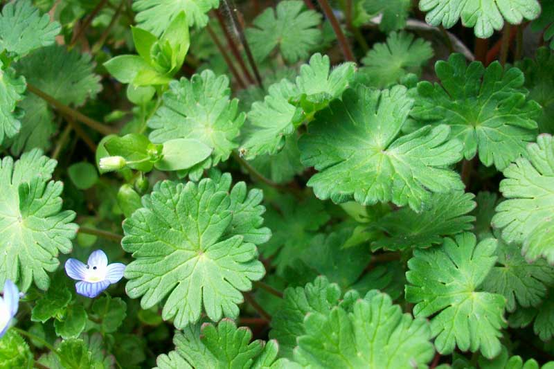 Geranium molle