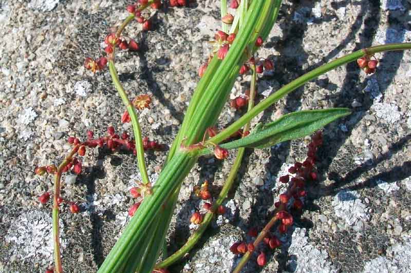 Rumex acetosella