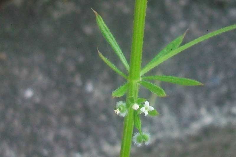 Galium aparine