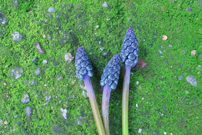 Ma che pianta  questa? - Muscari sp.