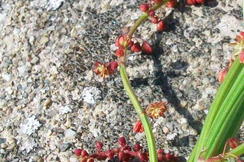 Rumex acetosella