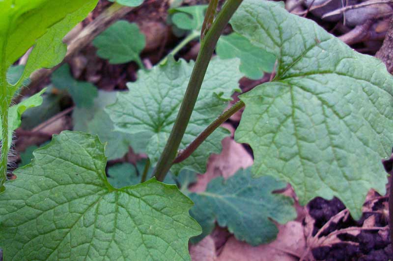 Alliaria petiolata