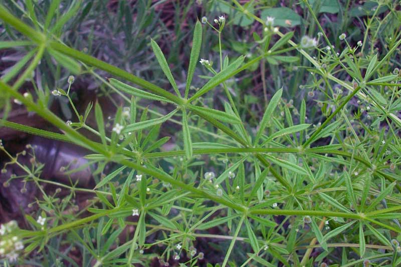 Galium aparine