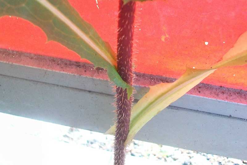 Lactuca sativa subsp. serriola