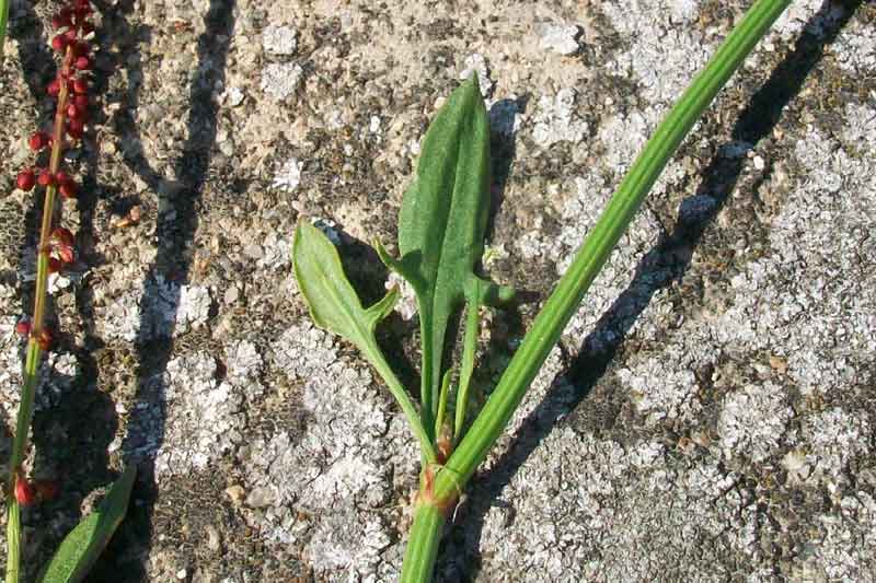 Rumex acetosella