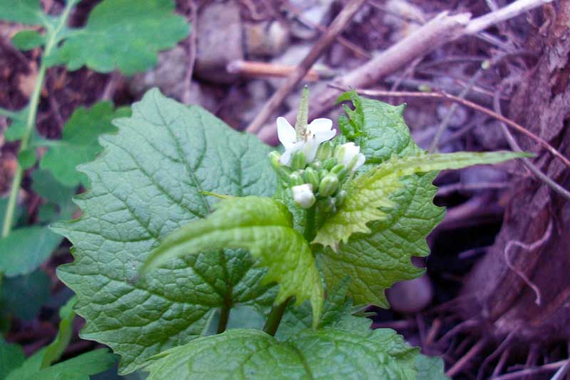 Alliaria petiolata