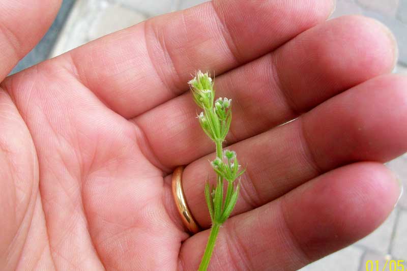 Galium aparine