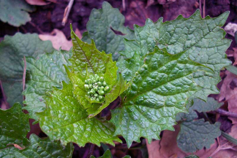 Alliaria petiolata