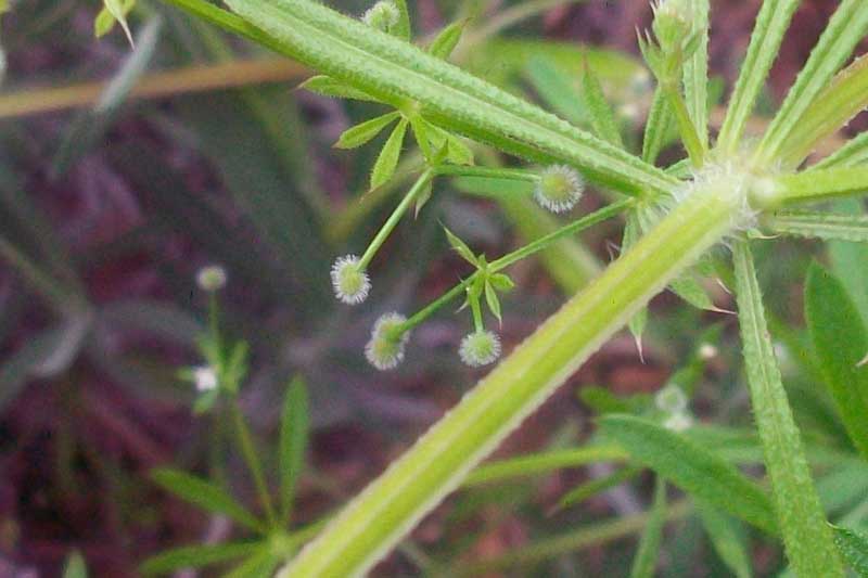 Galium aparine