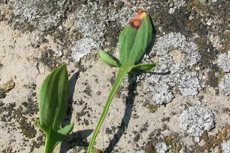 Rumex acetosella