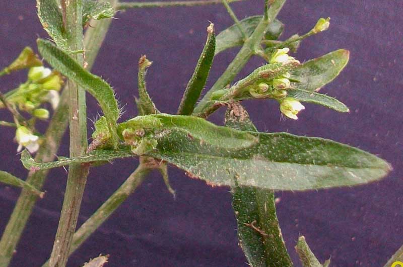 Capsella bursa-pastoris