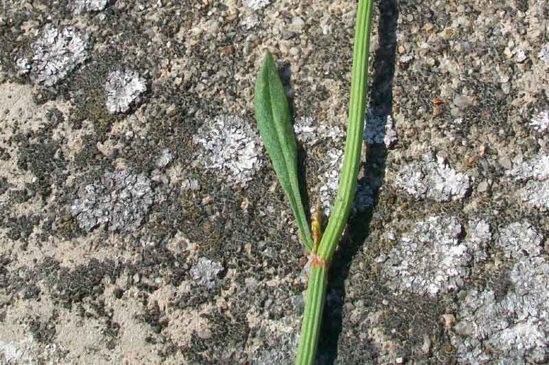 Rumex acetosella