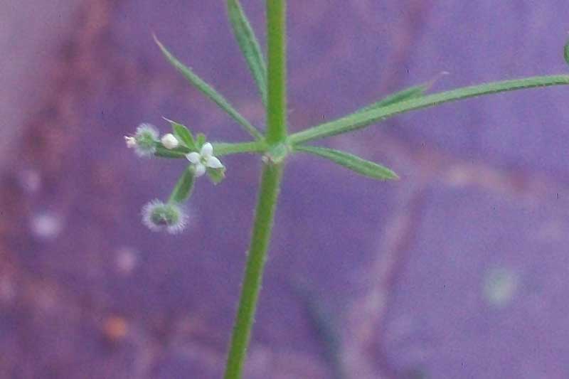 Galium aparine