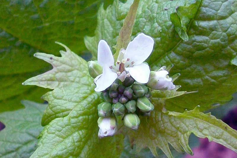 Alliaria petiolata