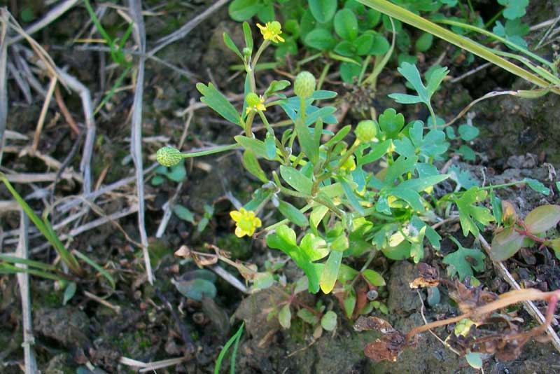 Ranunculus sceleratus / Ranuncolo di palude