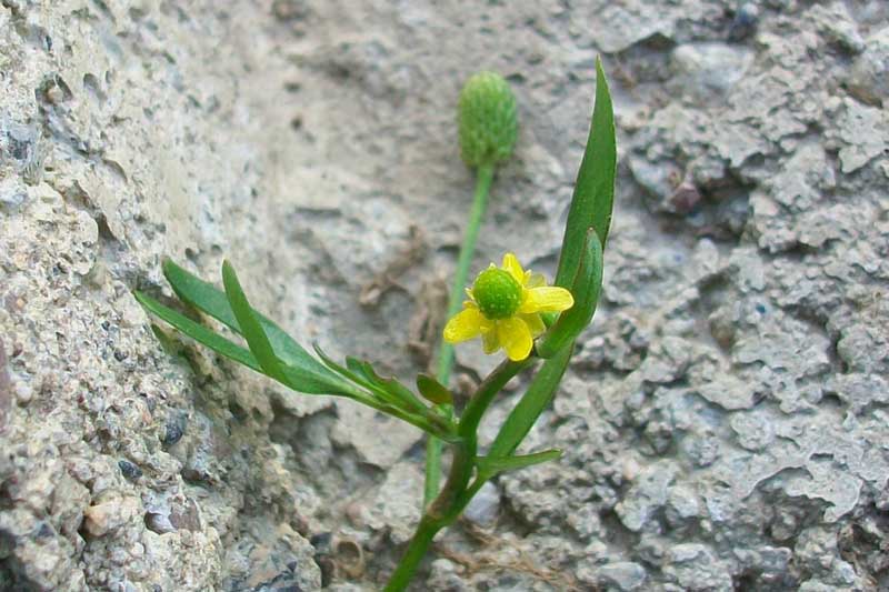 Ranunculus sceleratus / Ranuncolo di palude