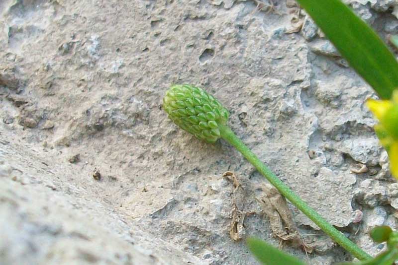 Ranunculus sceleratus / Ranuncolo di palude