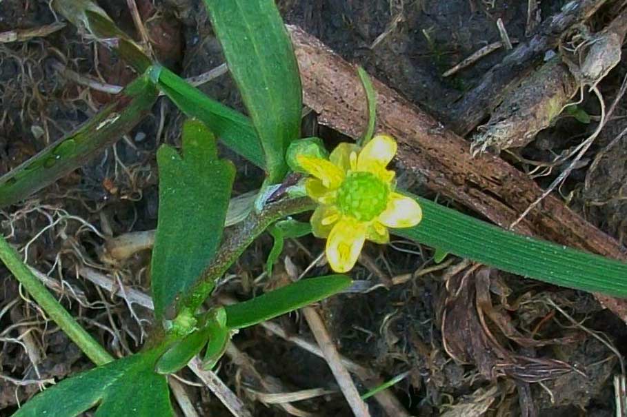 Ranunculus sceleratus / Ranuncolo di palude