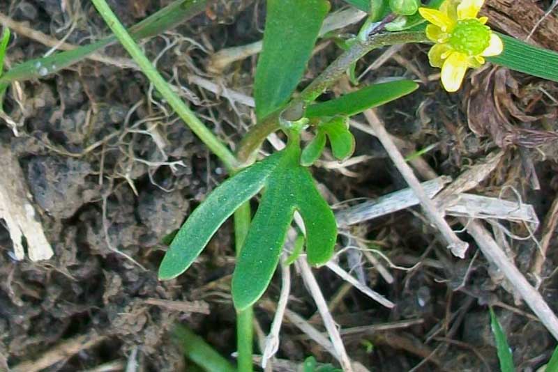 Ranunculus sceleratus / Ranuncolo di palude