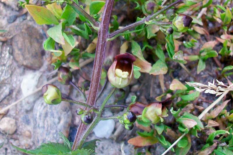 Scrophularia nodosa / Scrofularia nodosa