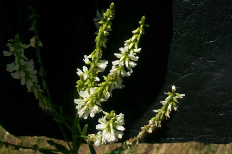 Trigonella alba (=Melilotus albus) / Meliloto bianco