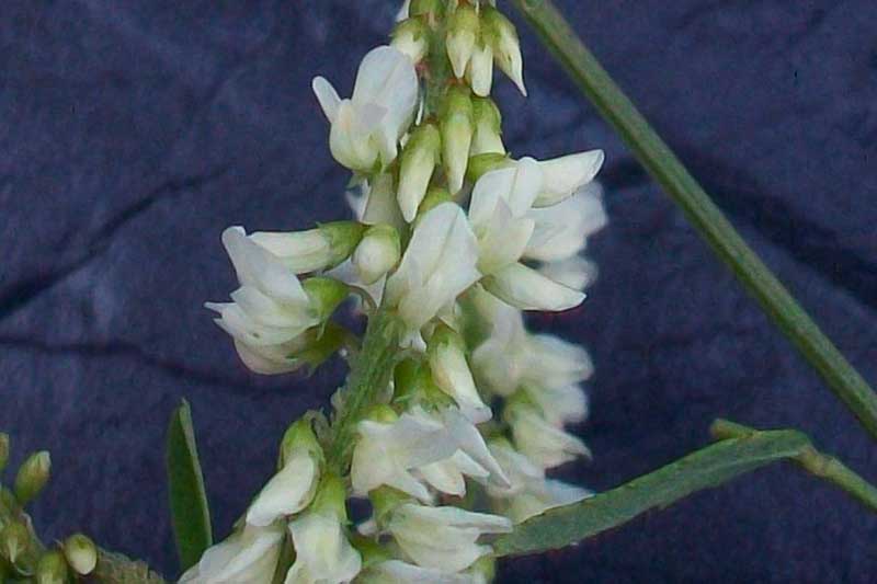 Trigonella alba (=Melilotus albus) / Meliloto bianco