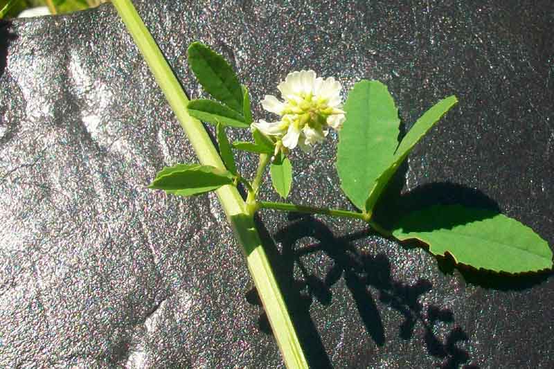 Trigonella alba (=Melilotus albus) / Meliloto bianco